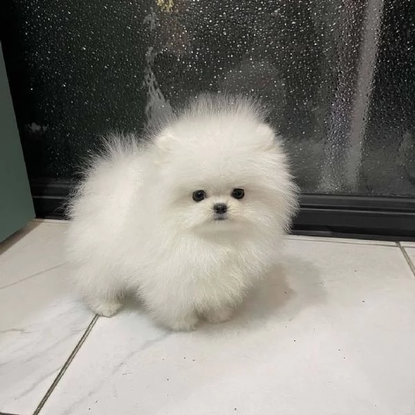 CUCCIOLI POMERANIA BIANCHI | Foto 1