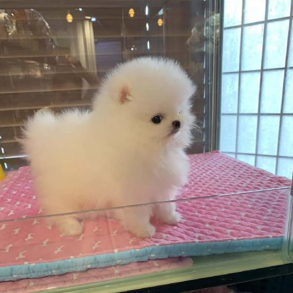 CUCCIOLI POMERANIA BIANCHI | Foto 0