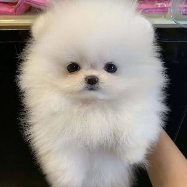 Dolci cuccioli di Spitz Pomerania disponibili | Foto 2