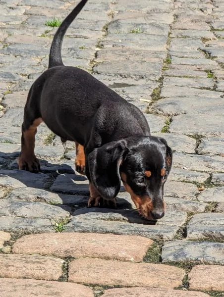 disponibili cuccioli di bassotto tedesco