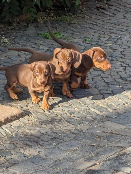 disponibili cuccioli di bassotto tedesco | Foto 0