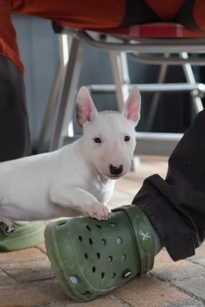 3 splendidi cuccioli di bull terrier | Foto 2