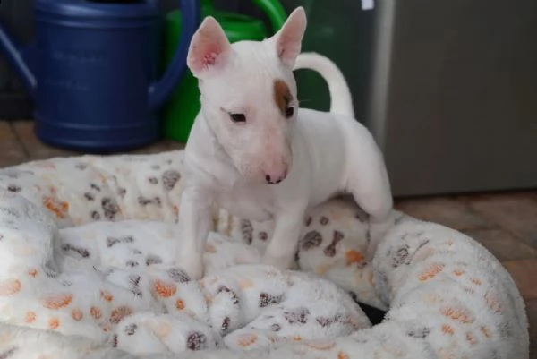 3 splendidi cuccioli di bull terrier
