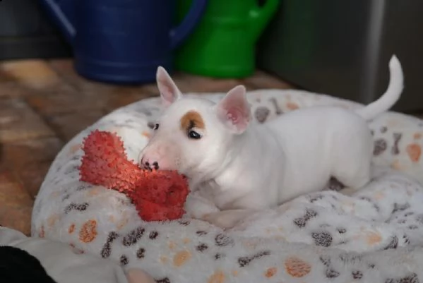 3 splendidi cuccioli di bull terrier | Foto 1