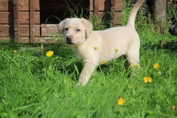 cuccioli di labrador cioccolato con pedigree