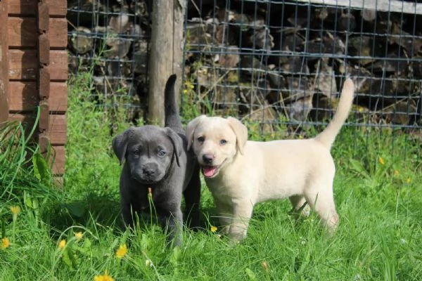 cuccioli di labrador cioccolato con pedigree | Foto 2