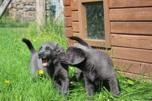 cuccioli di labrador cioccolato con pedigree | Foto 0