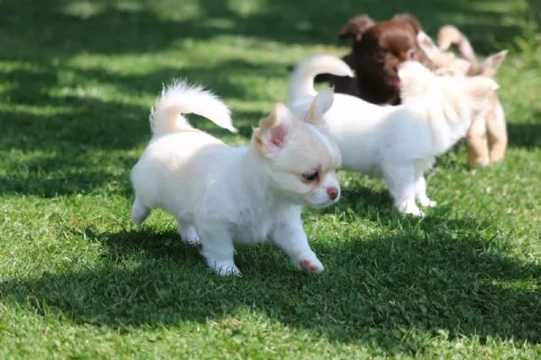 Bellissimi maschi e femmine di Chihuahua con splendidi colori del mantello | Foto 2