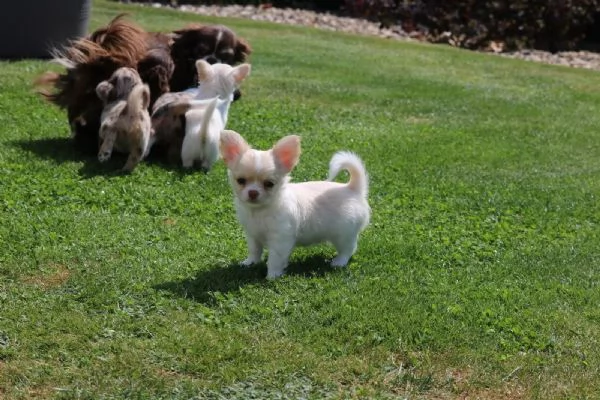 Bellissimi maschi e femmine di Chihuahua con splendidi colori del mantello