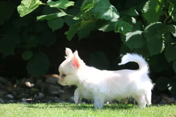 Bellissimi maschi e femmine di Chihuahua con splendidi colori del mantello | Foto 0