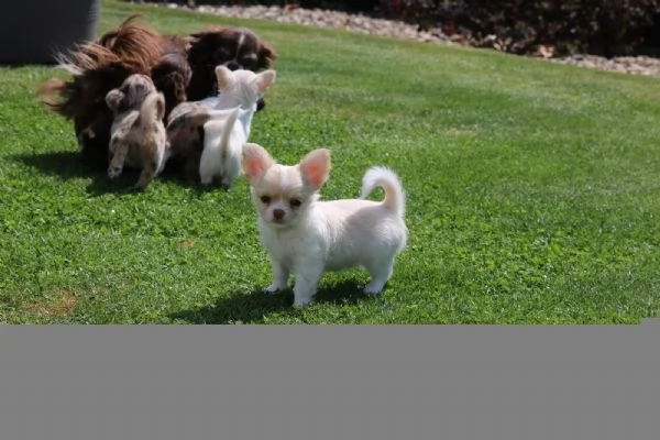 CUCCIOLI DI CHIHUAHUA 4 RAGAZZE E 2 RAGAZZI | Foto 0