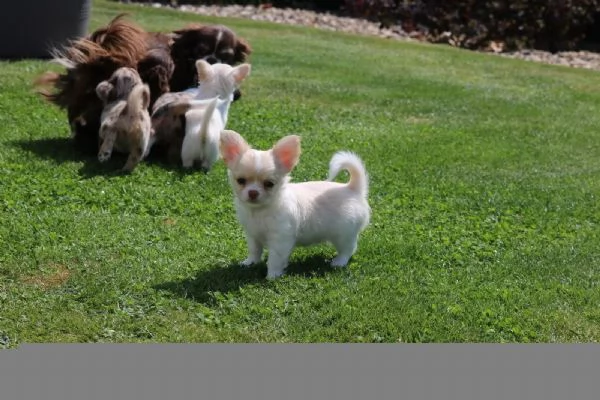 Cuccioli di Chihuahua pronti per una nuova casa | Foto 4
