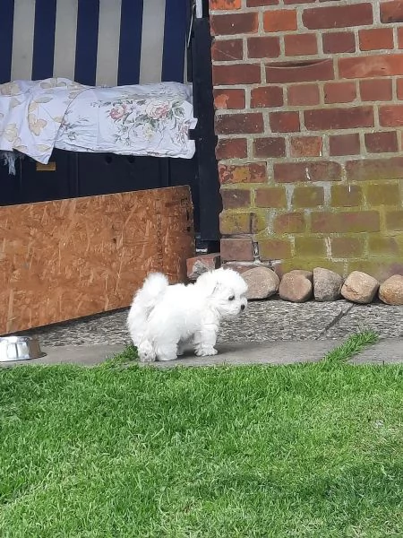 Adorabili cuccioli maltesi  Registrati KC | Foto 3