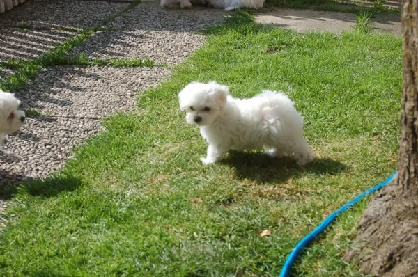 Adorabili cuccioli maltesi  Registrati KC | Foto 1