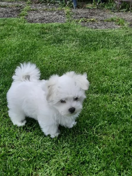 Puro sangue maltese di cuccioli campioni