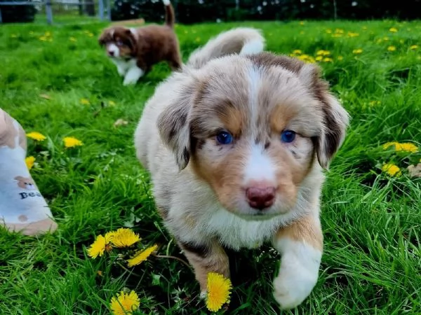 Cuccioli di australian shepherd con pedigree enci