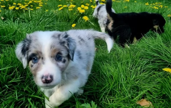 Cuccioli di australian shepherd con pedigree enci | Foto 2