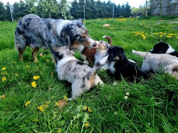 Cuccioli di australian shepherd con pedigree enci | Foto 1