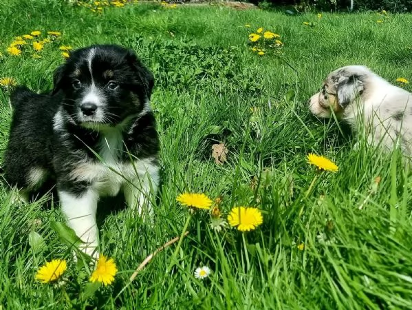 Cuccioli di australian shepherd con pedigree enci | Foto 0