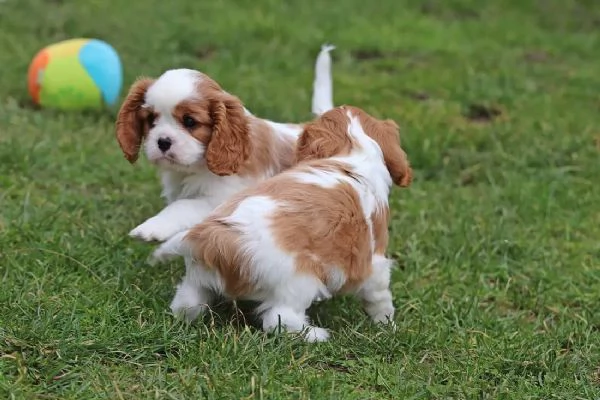 Cuccioli di Cavalier King Charles Spaniel | Foto 0