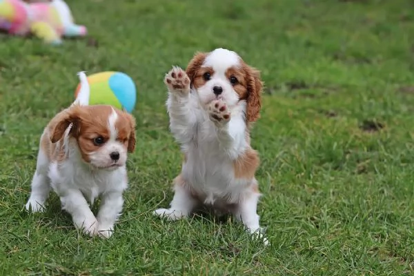 Cuccioli di Cavalier King Charles Spaniel