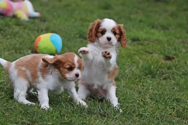 CUCCIOLI CAVALIER KING CON PEDIGREE | Foto 1