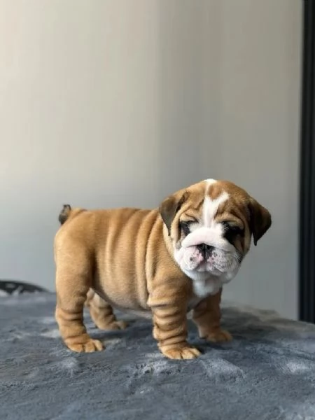 Cuccioli di bulldog inglese con pedigree | Foto 2