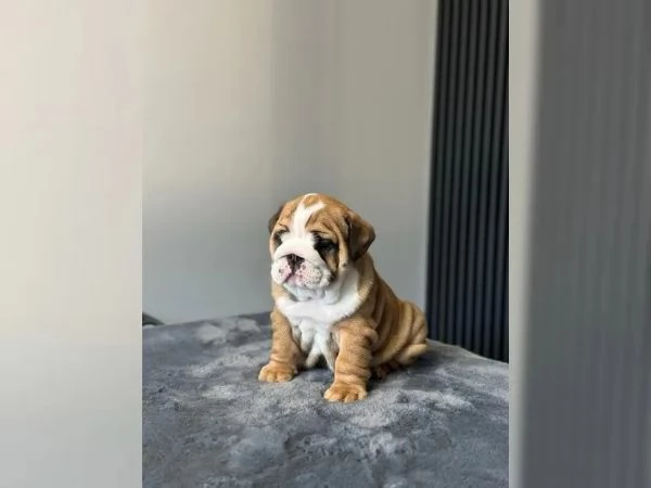 Cuccioli di bulldog inglese con pedigree | Foto 1