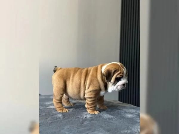 Cuccioli di bulldog inglese con pedigree | Foto 0