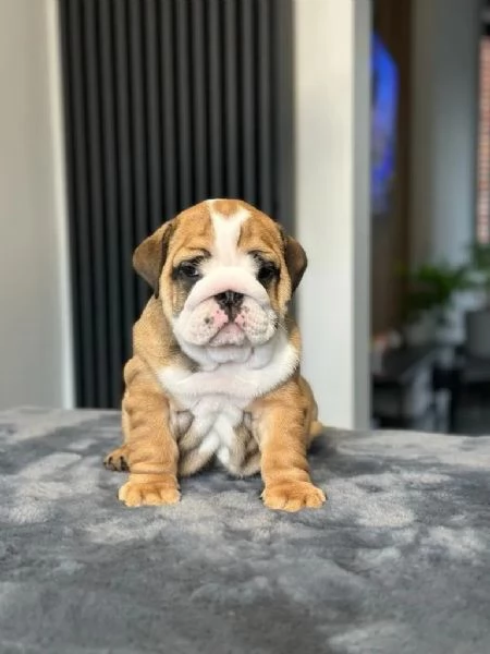 Cuccioli di bulldog inglese con pedigree