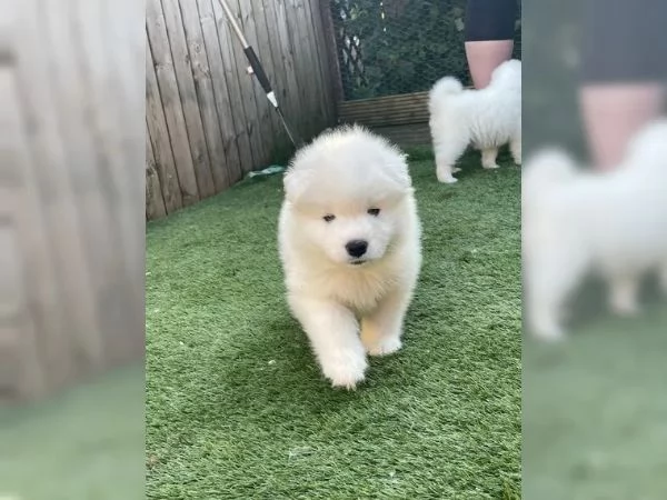 Adorabili cuccioli di Samoiedo in cerca di nuova casa  | Foto 0