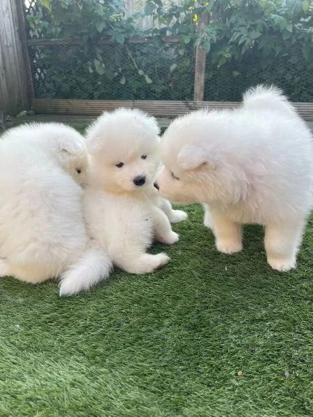 Adorabili cuccioli di Samoiedo in cerca di nuova casa  | Foto 0