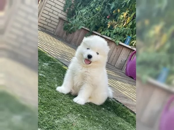 Adorabili cuccioli di Samoiedo in cerca di nuova casa  | Foto 2