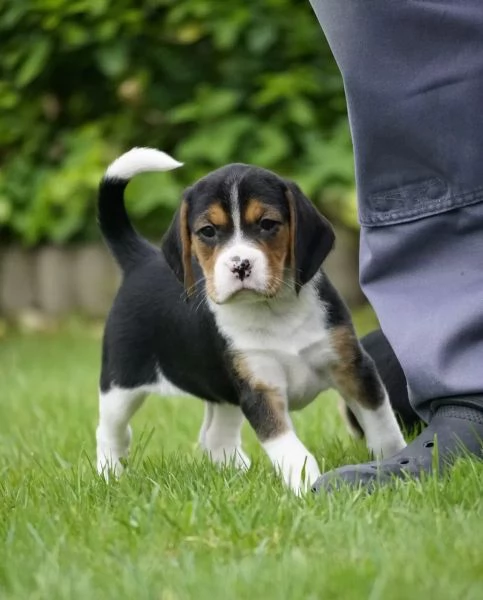 DISPONIBILI   CUCCIOLI DI BEAGLE | Foto 3