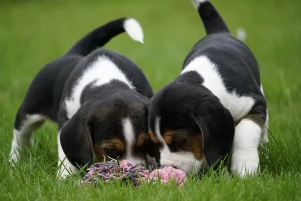 TRE CUCCIOLI DI BEAGLE CIOCCOLATO CON PEDIGREE