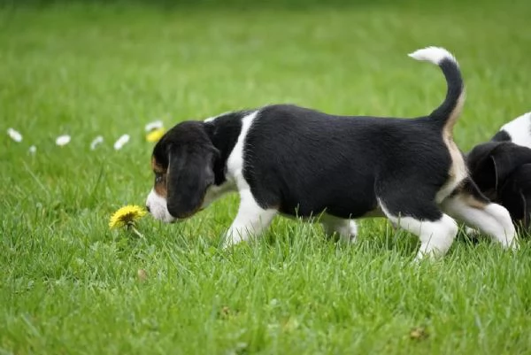 TRE CUCCIOLI DI BEAGLE CIOCCOLATO CON PEDIGREE | Foto 3