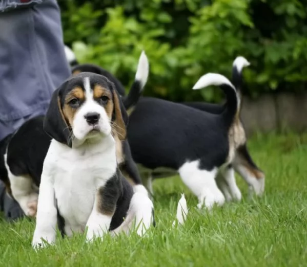 TRE CUCCIOLI DI BEAGLE CIOCCOLATO CON PEDIGREE | Foto 1