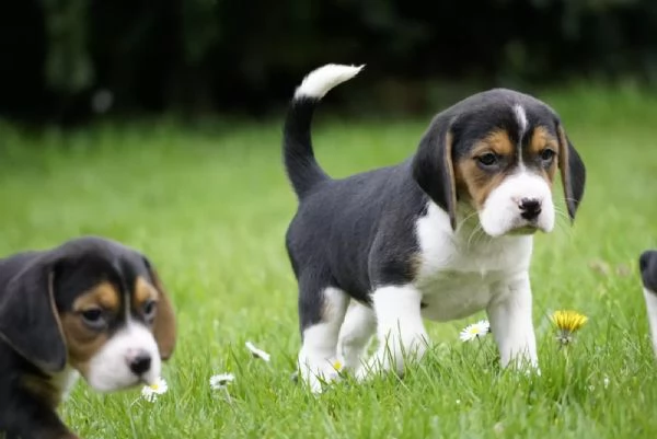 TRE CUCCIOLI DI BEAGLE CIOCCOLATO CON PEDIGREE | Foto 0