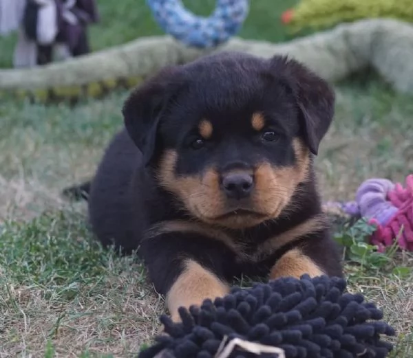 ROTTWEILER CUCCIOLI MASCHIO E FEMMINA