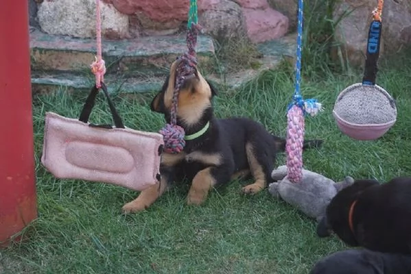 Cuccioli Rottweiler alta genealogia