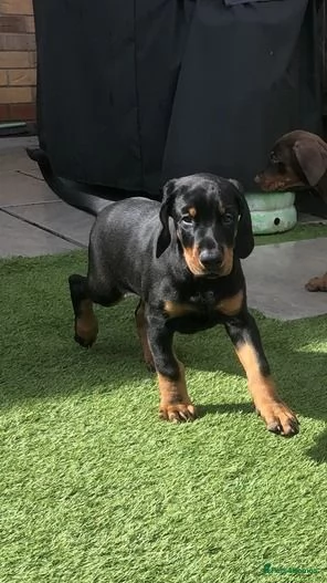 Disponibili cuccioli dobermann