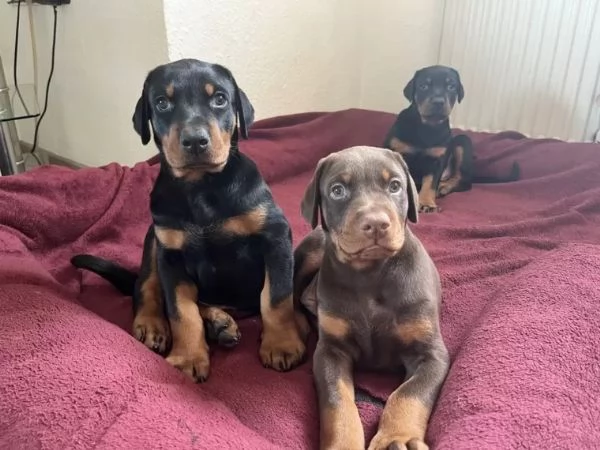 Disponibili cuccioli di dobermann di 60ggvaccinatisverminati | Foto 3