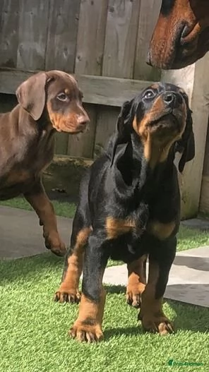 cucciolata di dobermann maschi femmine | Foto 2