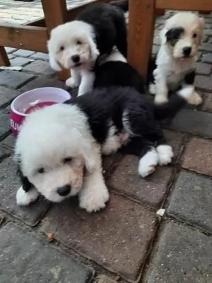 Bellissimi cuccioli Bobtail altissima genealogiaMF