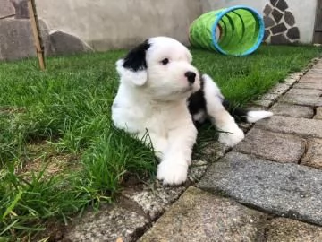 Bellissimi cuccioli Bobtail altissima genealogiaMF | Foto 2