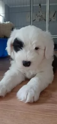 Bellissimi cuccioli Bobtail altissima genealogiaMF | Foto 1