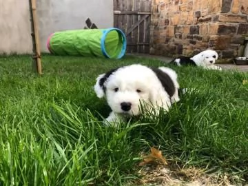 Bellissimi cuccioli Bobtail altissima genealogiaMF | Foto 0