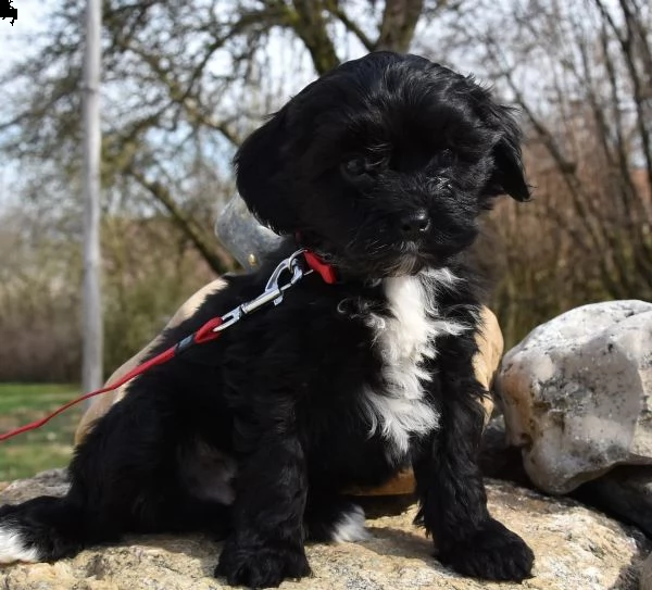 cuccioli di tibetan terrier | Foto 0