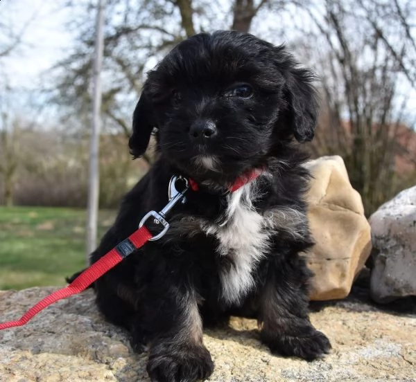 cuccioli di tibetan terrier