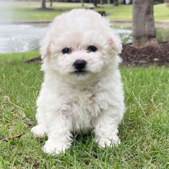 Purely Home Tazza Da Viaggio In Ceramica 'World's Best Bichon Frise': Regalo Perfetto Per Gli Amanti Dei Cani, 300ml Con Coperchio In Silicone